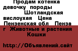 Продам котенка (девочку) породы (Scottish Fold) Шотландская вислоухая › Цена ­ 1 500 - Пензенская обл., Пенза г. Животные и растения » Кошки   